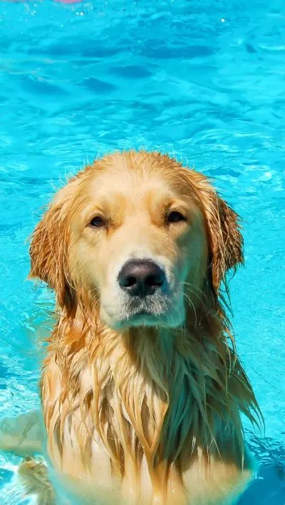 Dog in a pool.