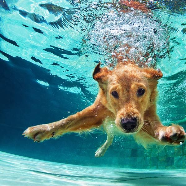 Dog under water