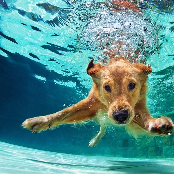 Dog under water